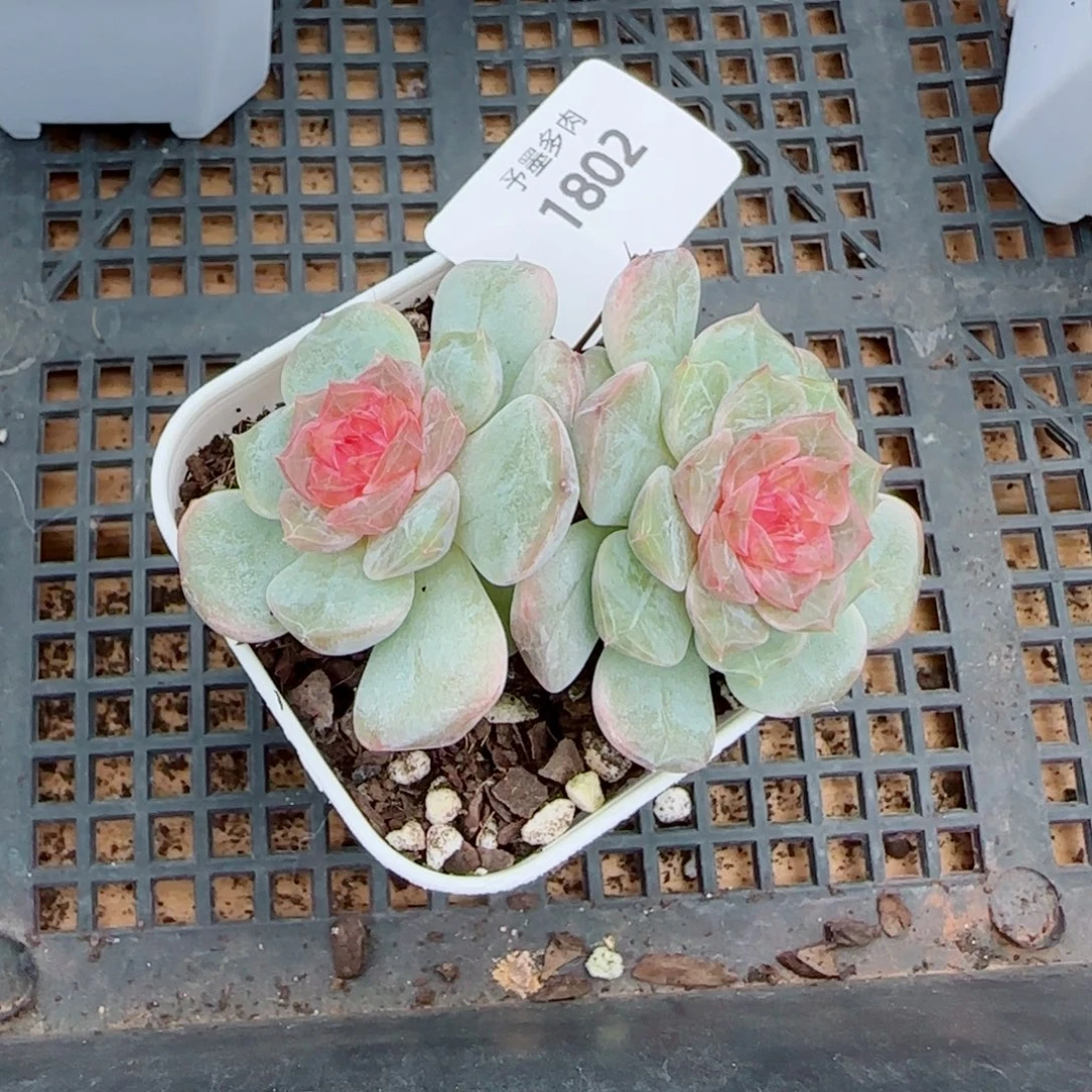 新品，1802多肉植物