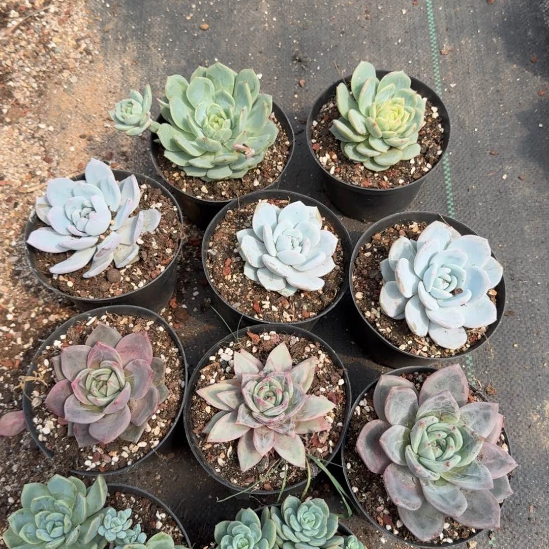 8-29多肉杂交十棵量拍