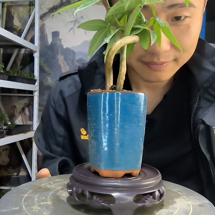 B*M中青园艺一物一拍30