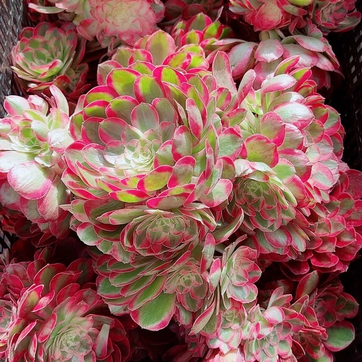 孔雀翎无根多肉植物大战