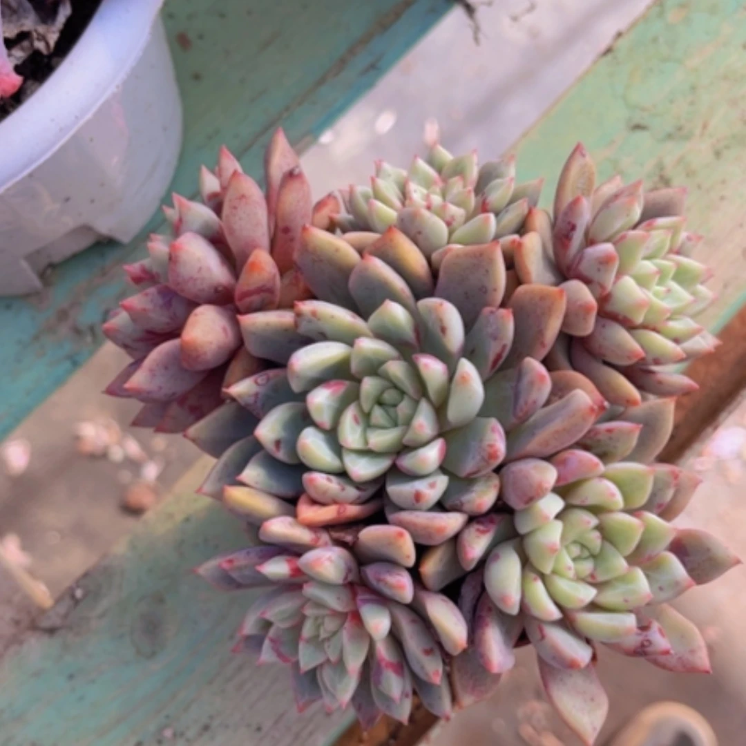 【闪购商品】血燕18194