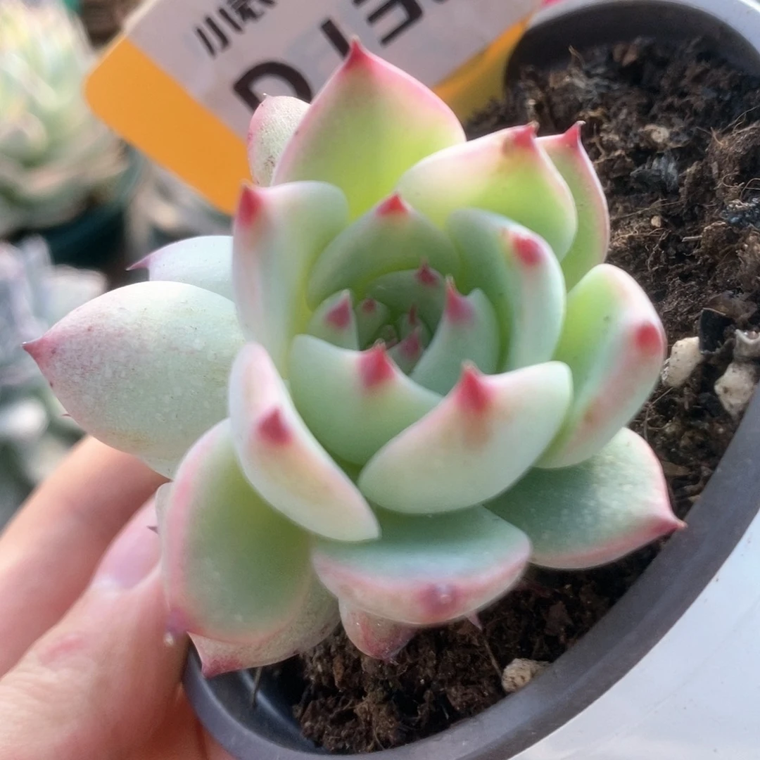 132锦锦锦锦锦锦锦