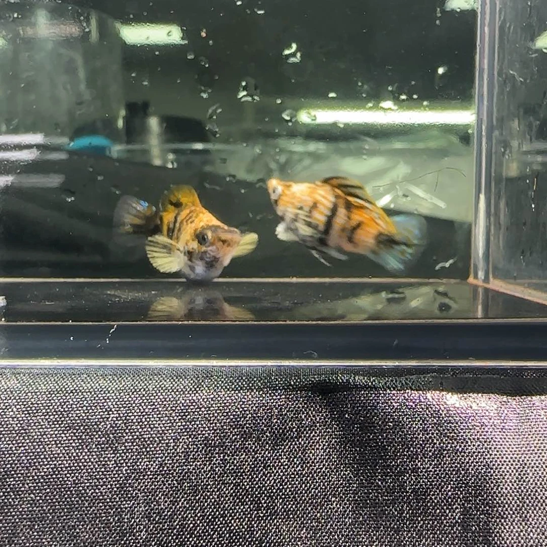 孔雀鱼关注主播可以下单