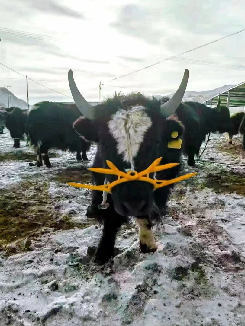 【3个装】【新疆西藏都包邮】牦牛牛犊断奶器颜色宠物随机牲畜用品