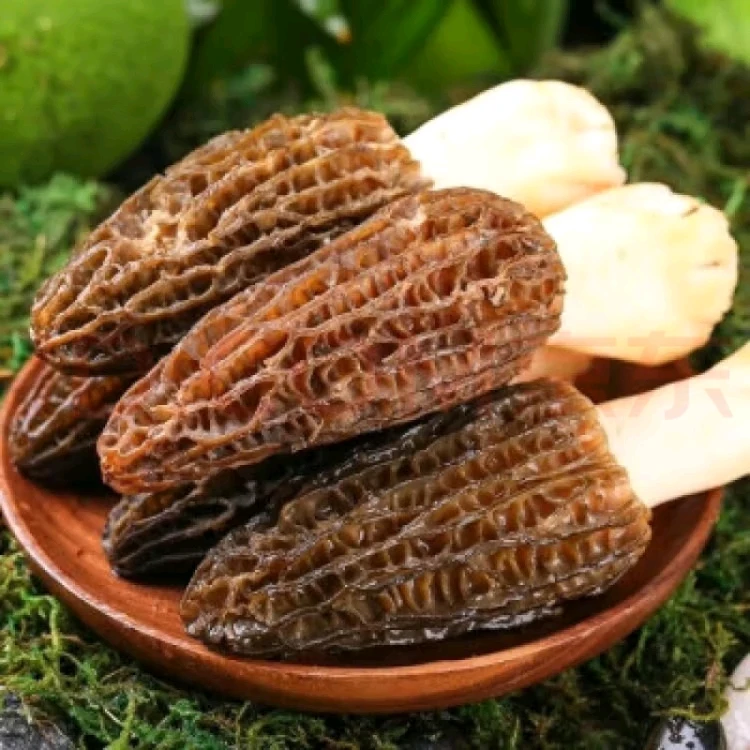 云南新鲜羊肚菌煲汤菌火锅精品