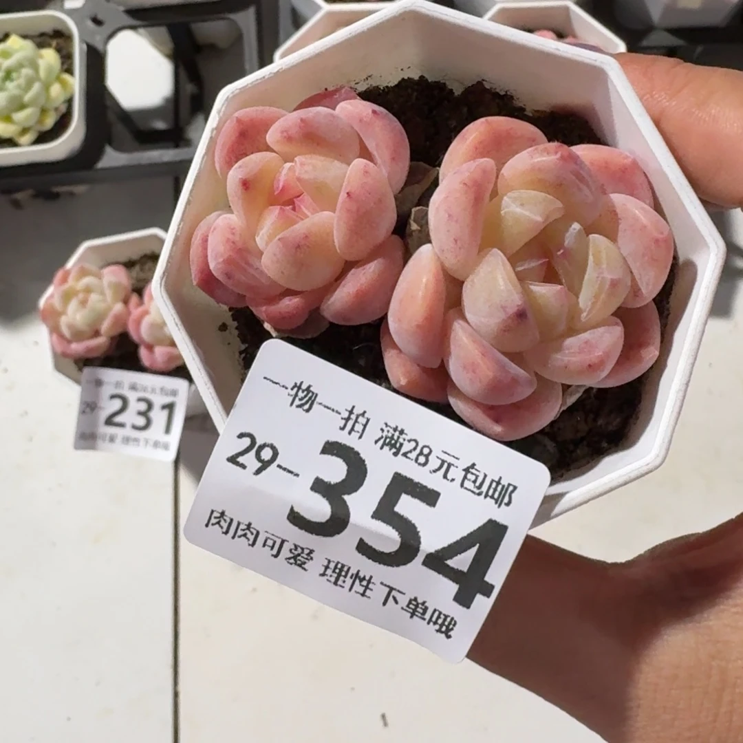 和田玉无盆土发货无盆土发货无