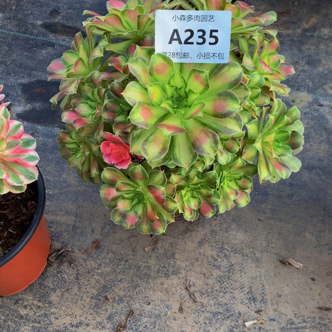 ?***?韶华法师235