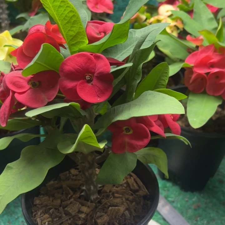 泰品扦插一物一拍