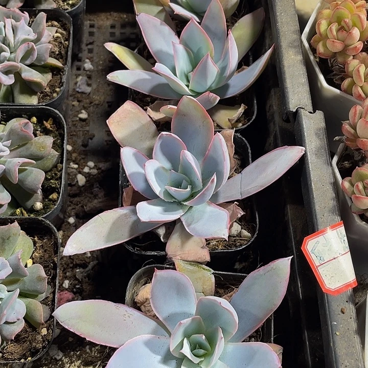 广寒宫2.8到盆土发货