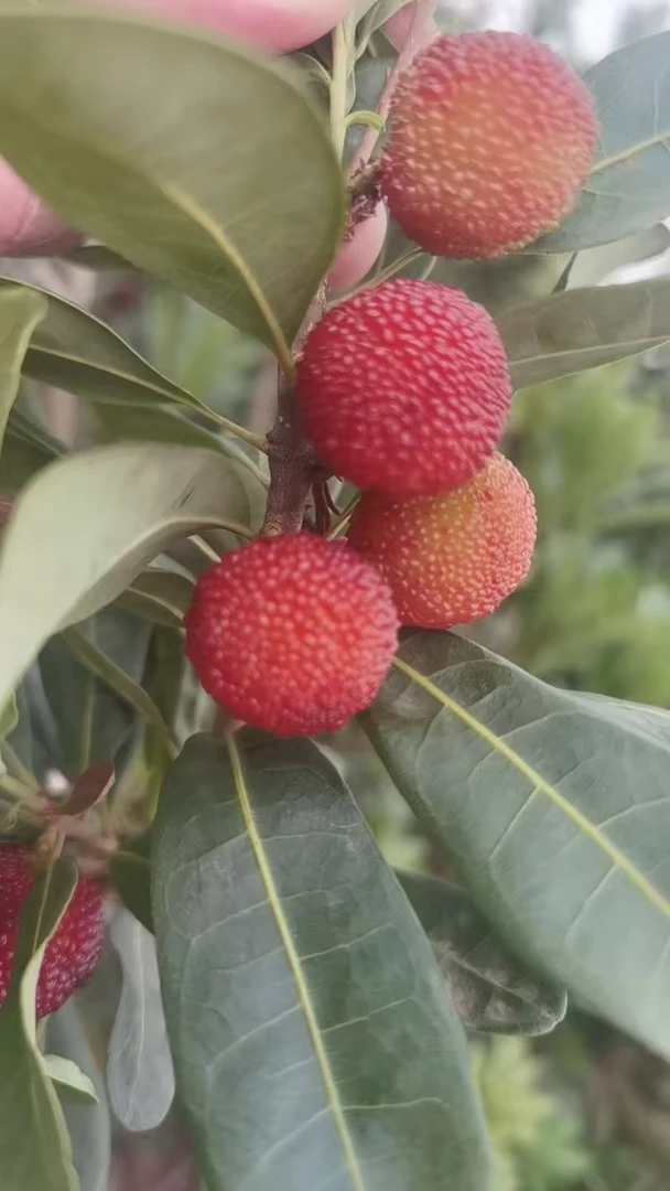 【坏果包赔】贵州高山野生小杨梅红杨梅现摘现发儿童孕妇水果