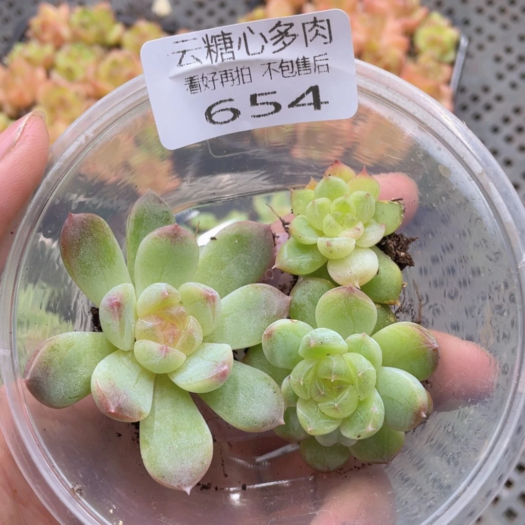 云糖心多肉植物654