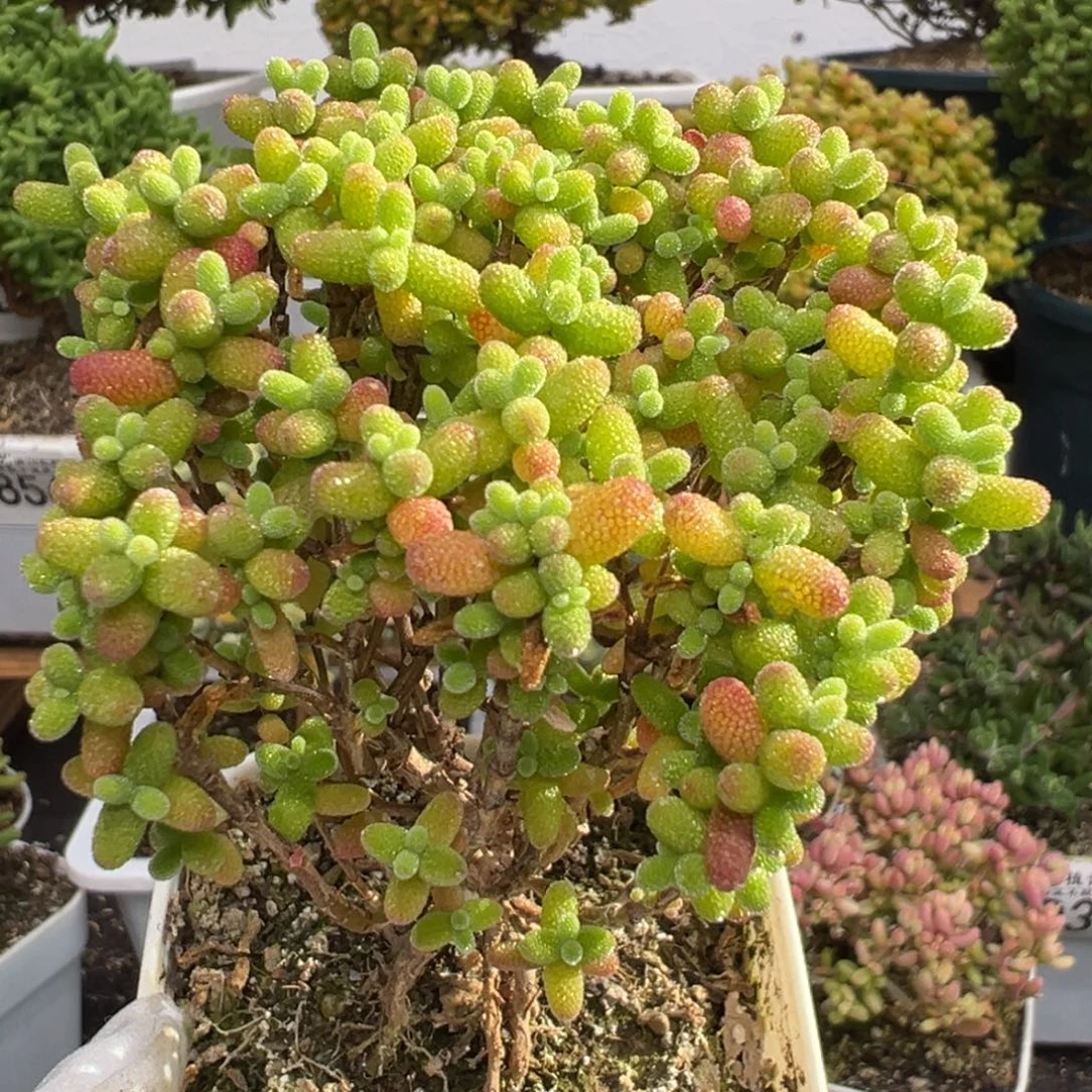 D3908金桔糖球一物一拍