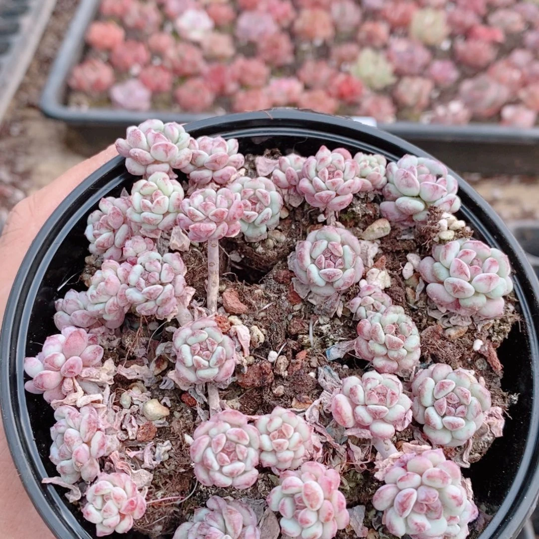 多肉植物精品切糕B377