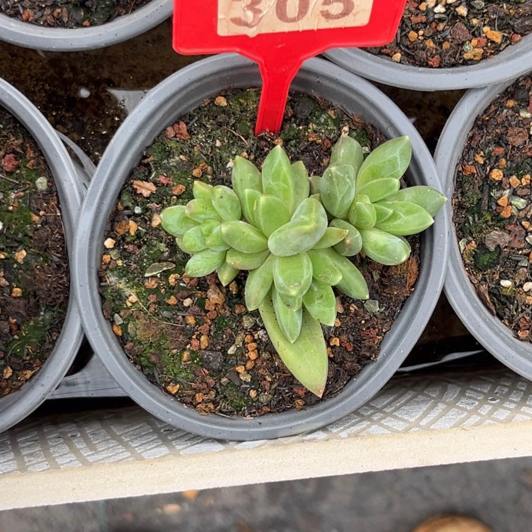 多肉植物领航员305
