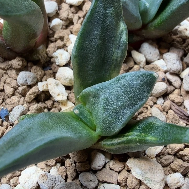 捡漏 白锦怒涛小苗