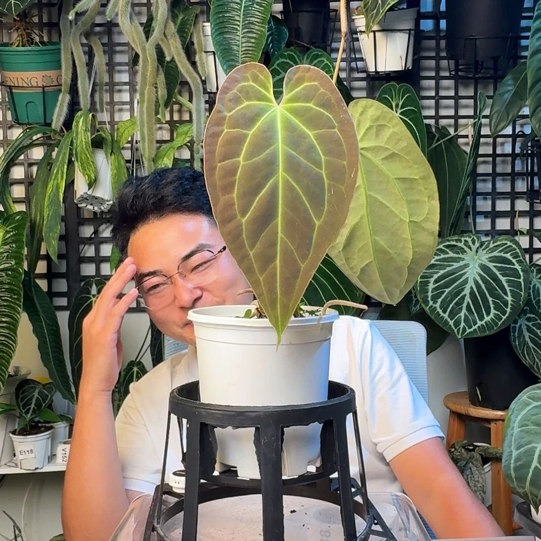 无花朵梨**啊一物一拍G127