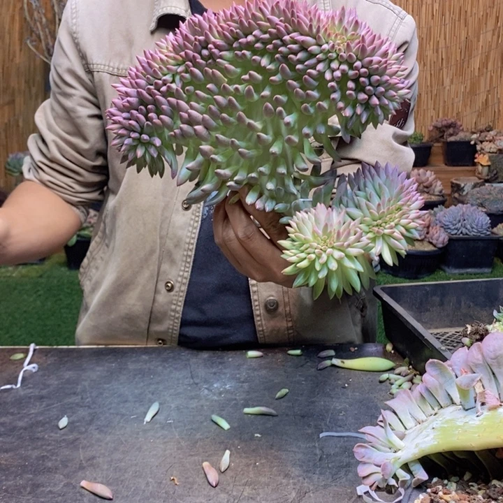 ㄣ***话26 号虞美人多肉植物