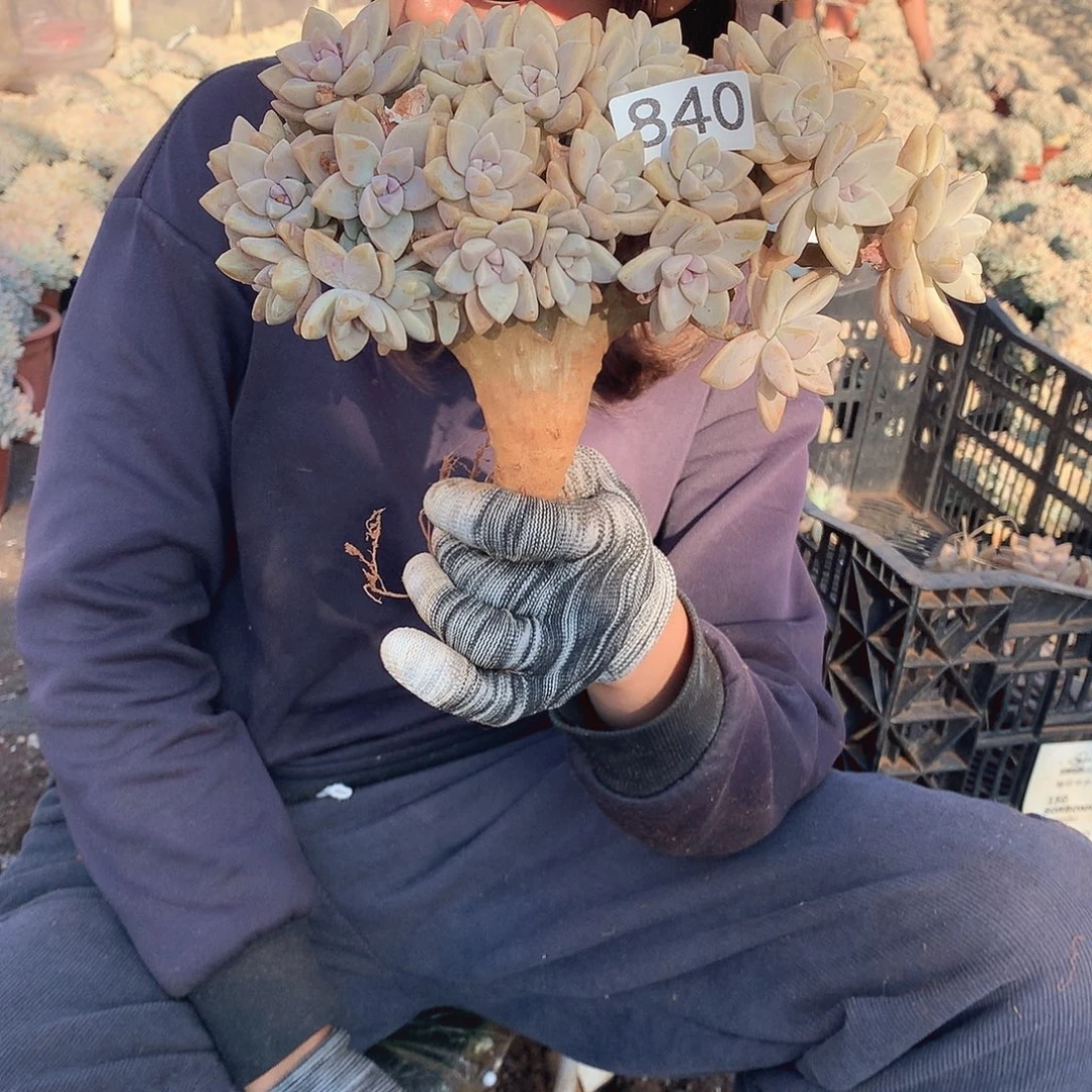 840 淡雪缀 一物一拍