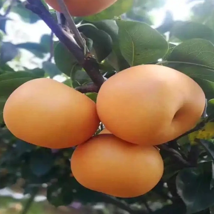 秋月梨树苗南方北方种植