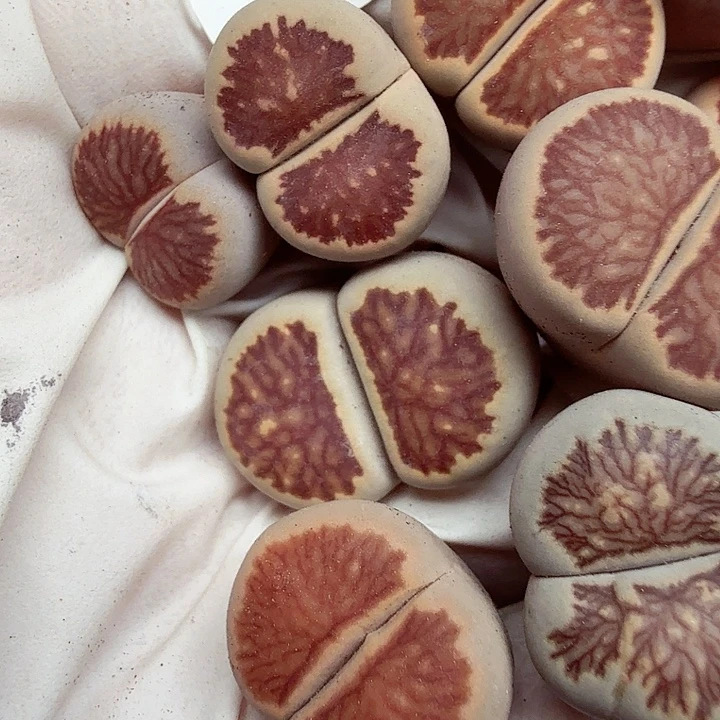 这个点睡起来都会246是