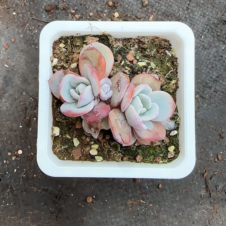 龙*豆青蛙王子儿童牙膏111