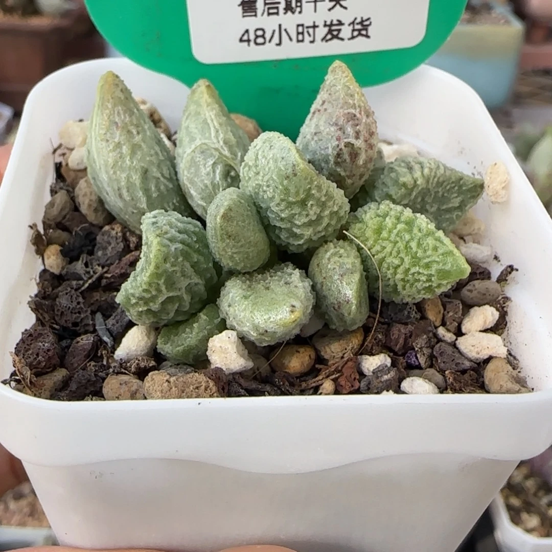 七彩仙女。     755。