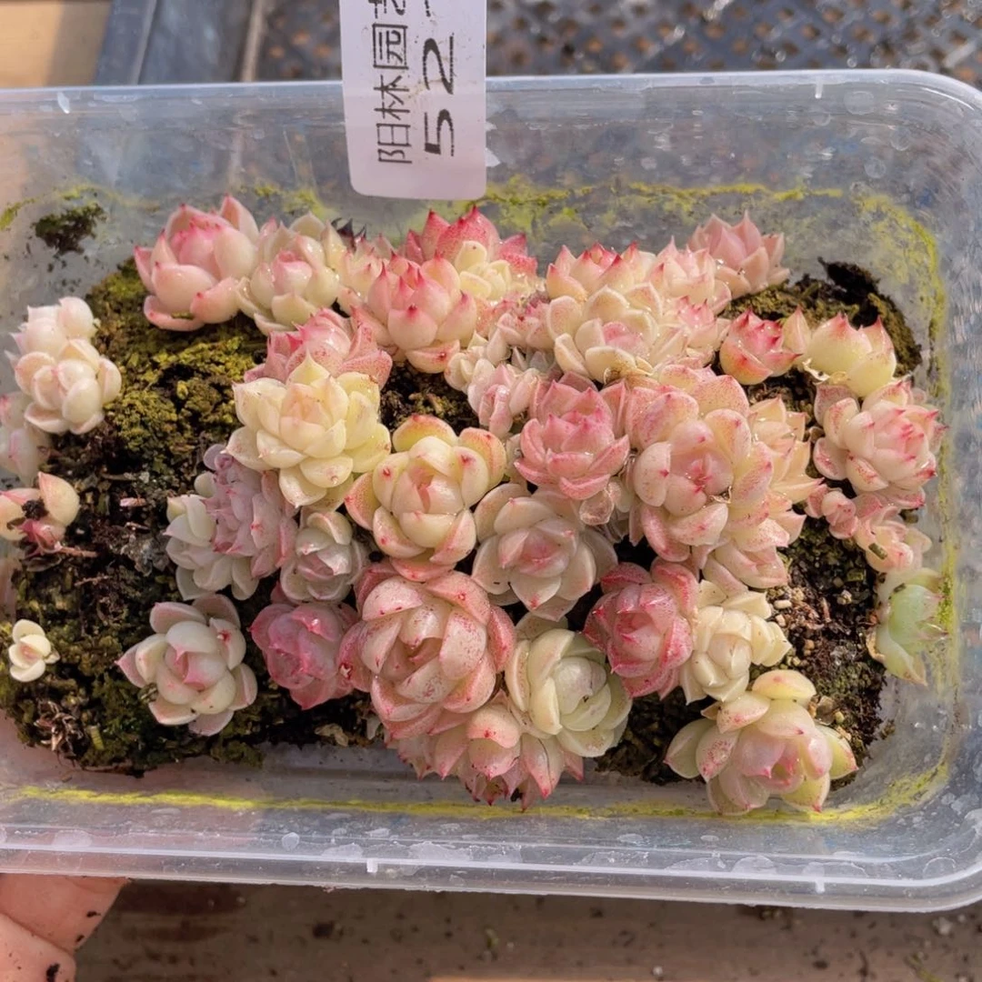 多肉植物多肉植物521