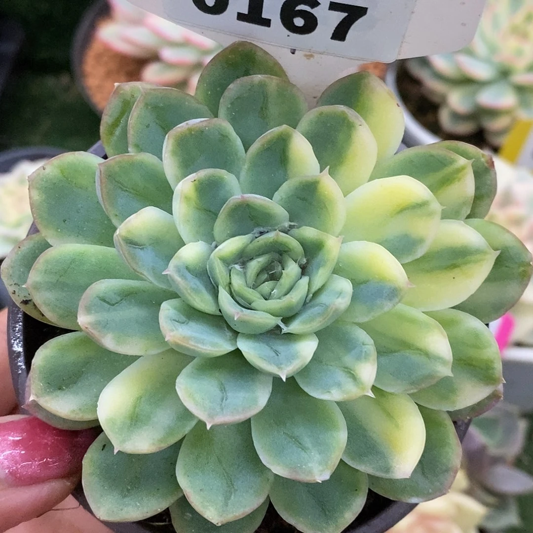 167冰梅哈哈哈哈哈哈