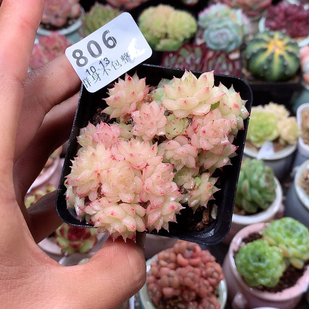 精控拇指盆10.13806