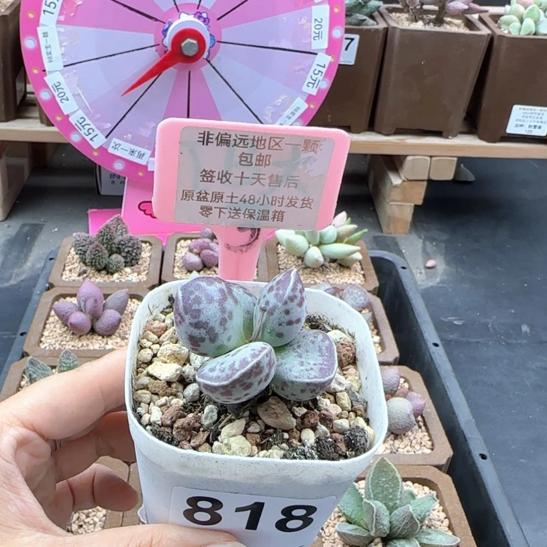 818艾薇蛋多肉植物