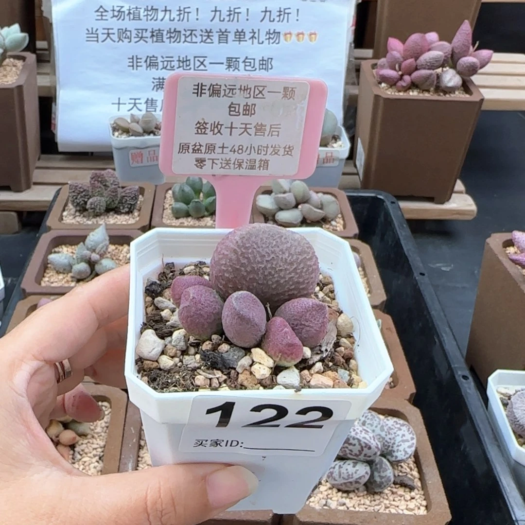 122红烧肉多肉植物