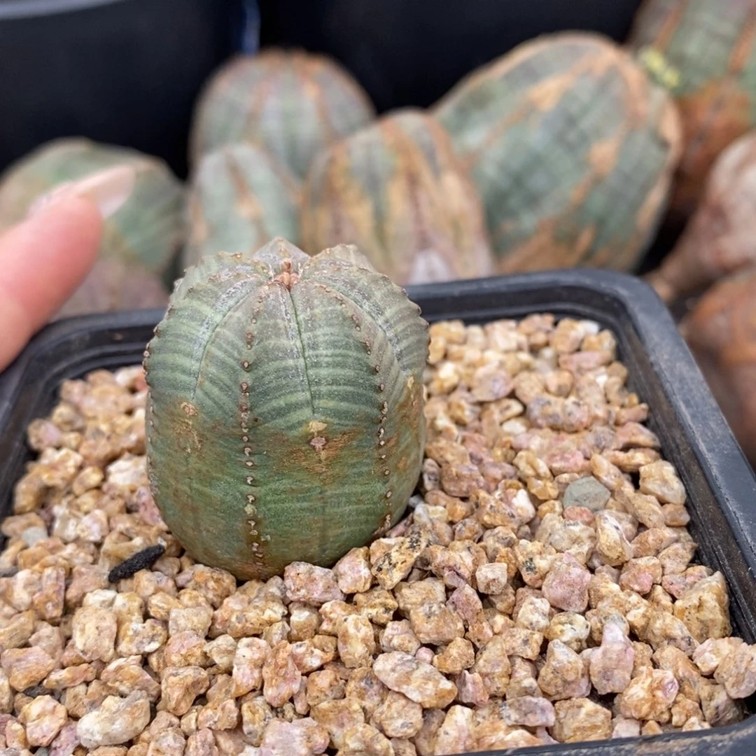 看***.欧系实生布纹球一物一拍