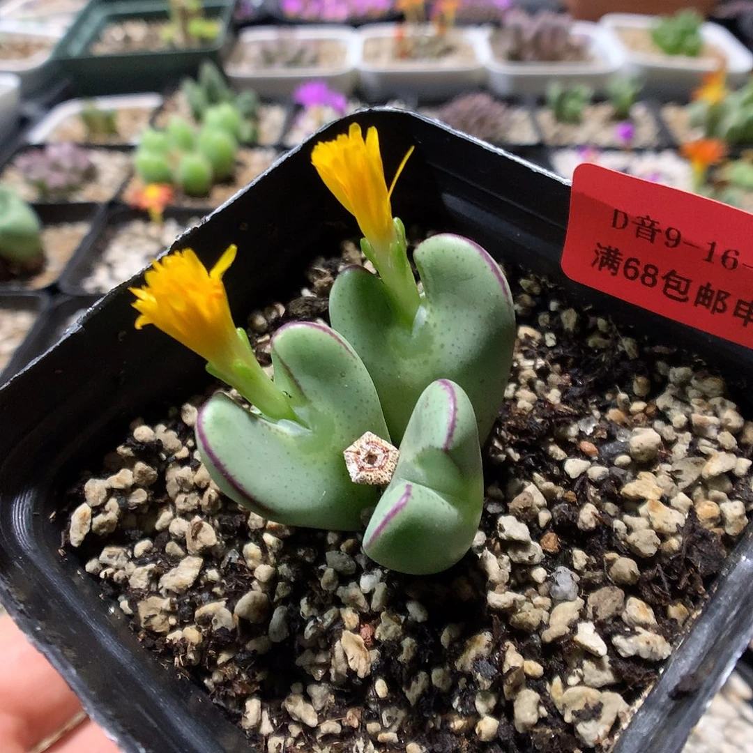 9-16-11       少将杂1颗