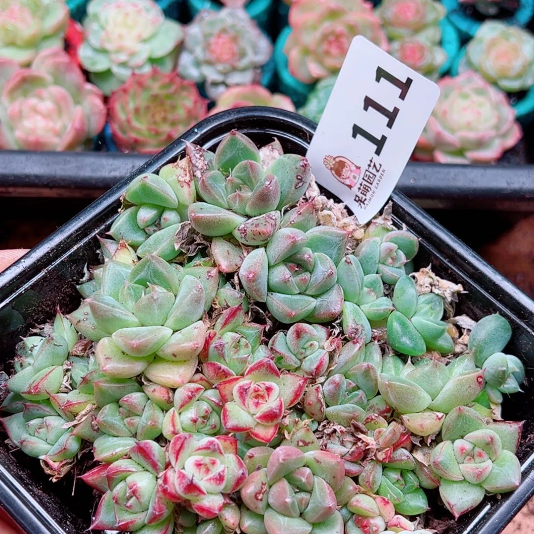 多肉植物多肉植物