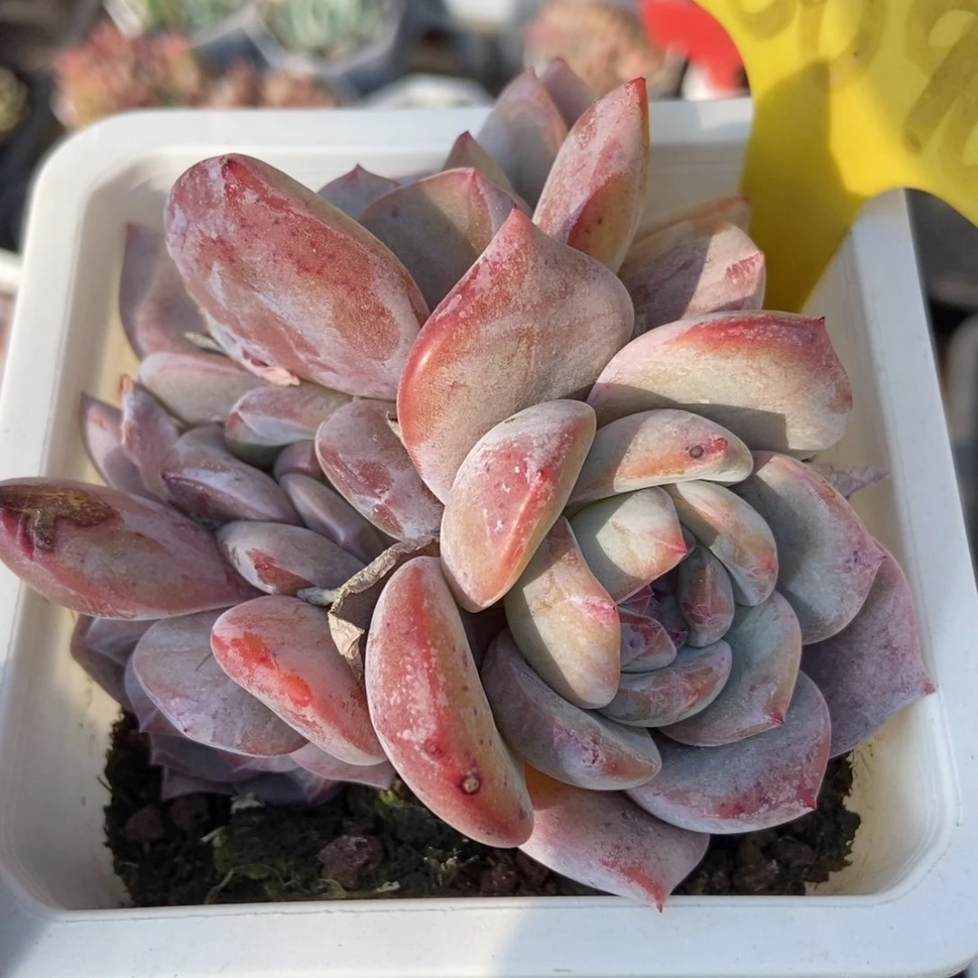 6090石榴籽多肉植物