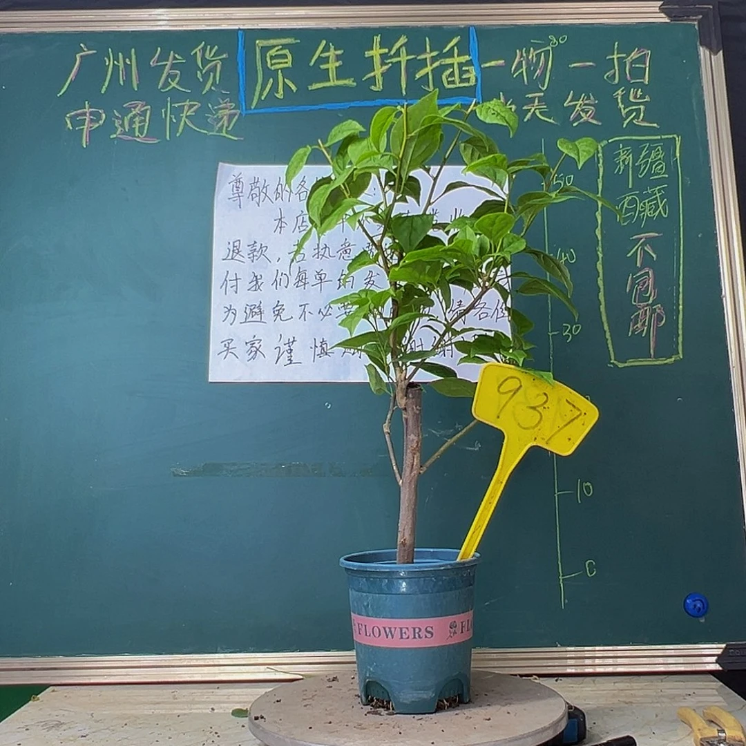 当前无花栽培后可以开花粗杆 苏瓦娜937