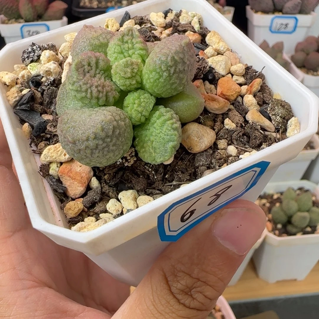 实生水泡，一物一拍