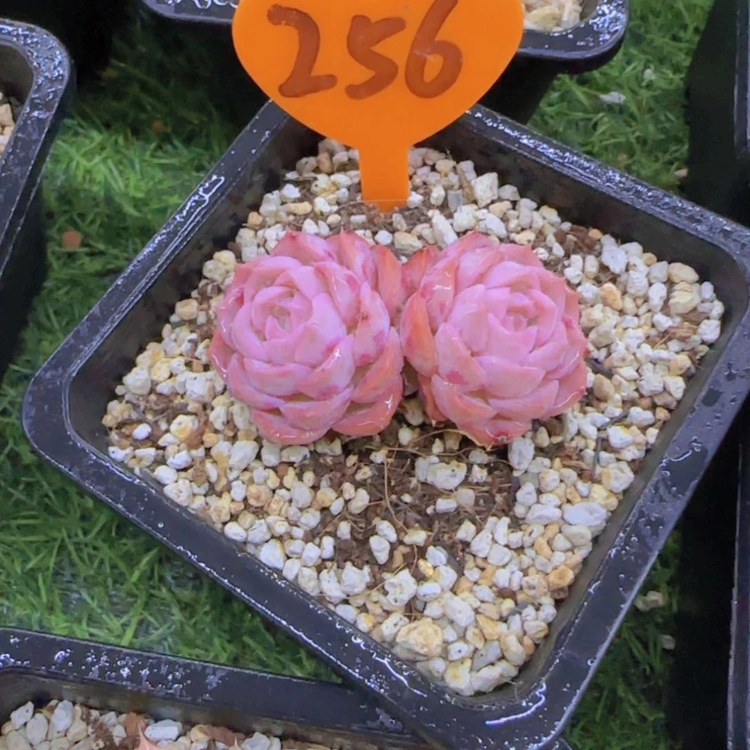 落***～256多肉植物一物一拍