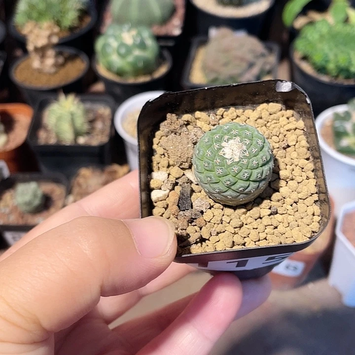 115实生菊水仙人球