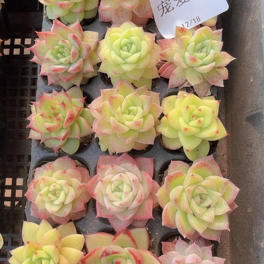 直播福利一物一拍15