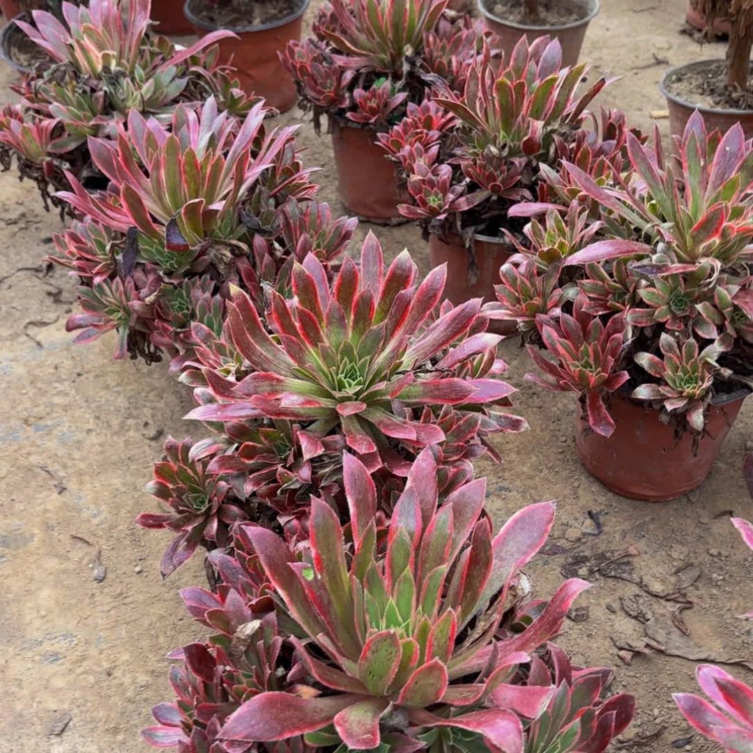 惊鸿仙子9.9木质老桩