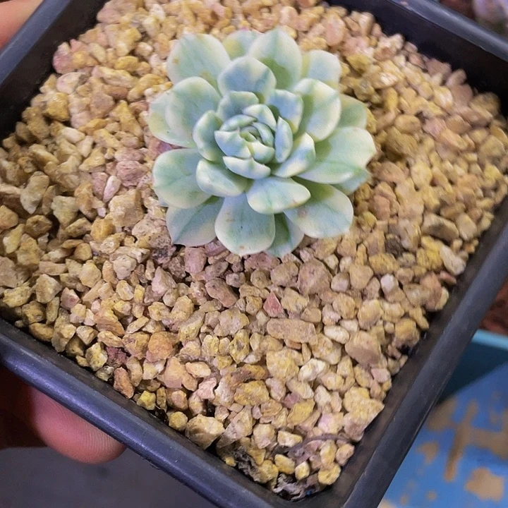 一物一拍一物品哦