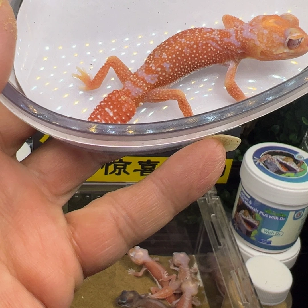 睫角守宫草莓软糖弟弟