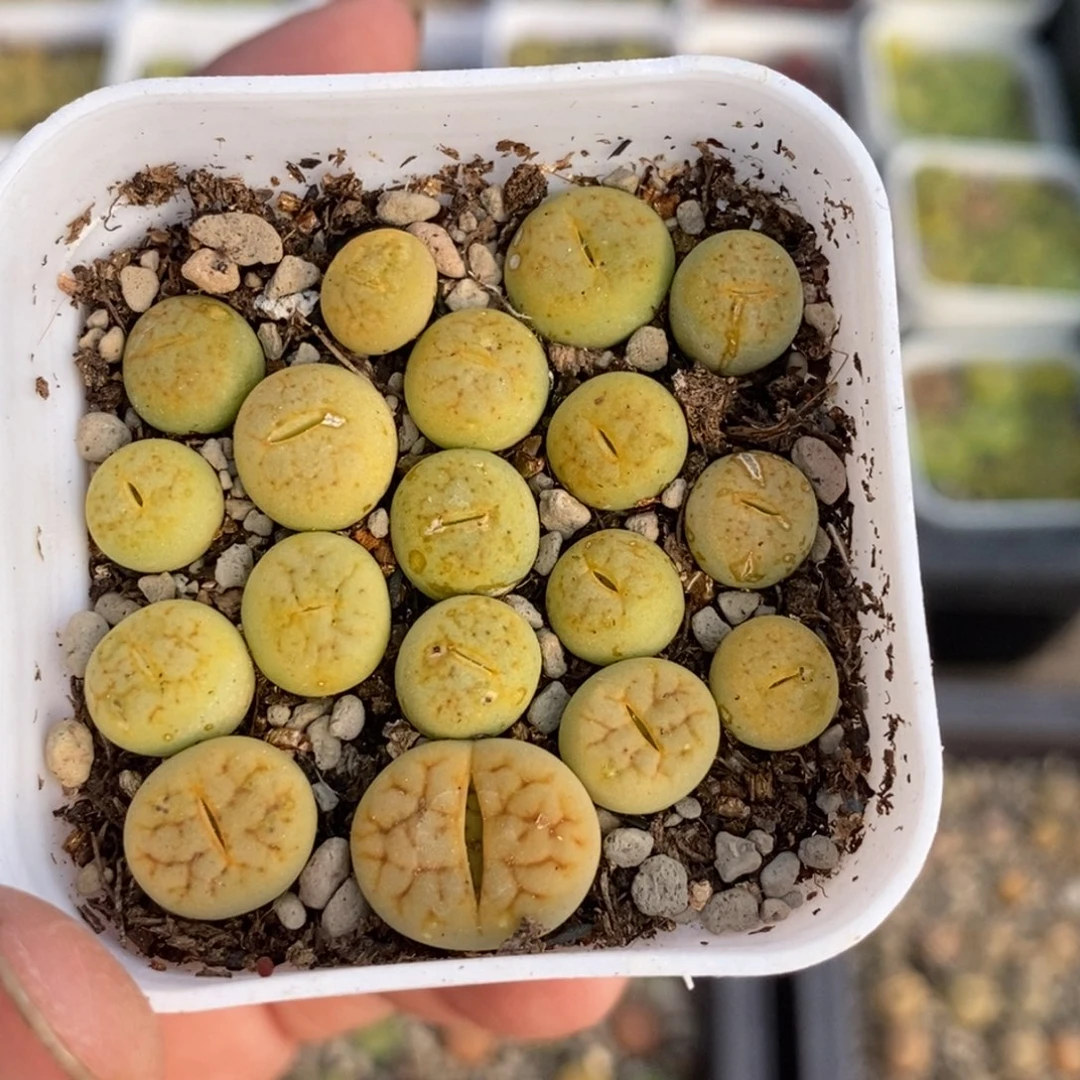 38a黄绿富贵随机发一盒