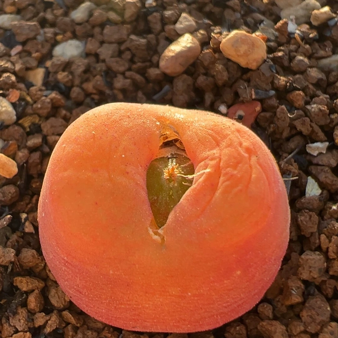 305多肉植物百科植物