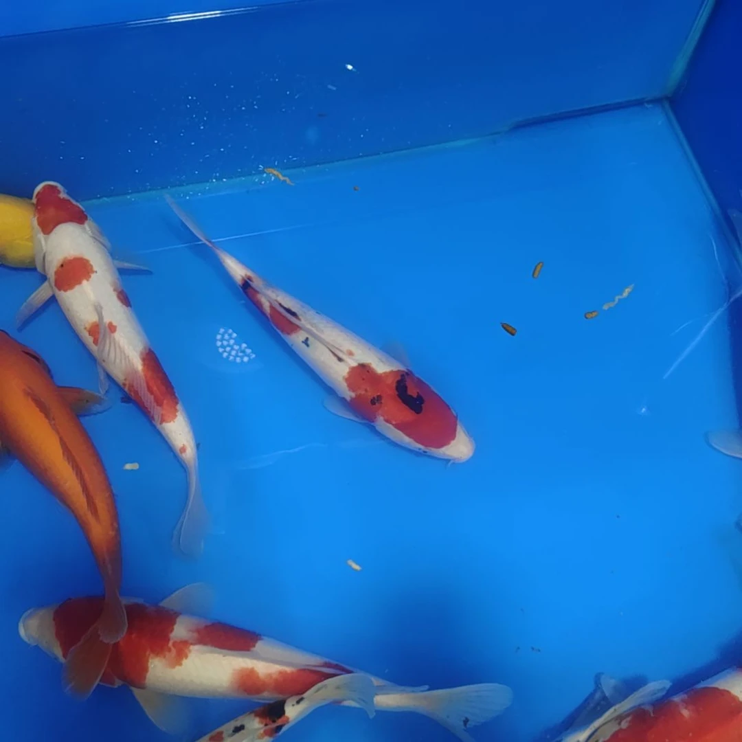 海水锦鲤活鱼直播间