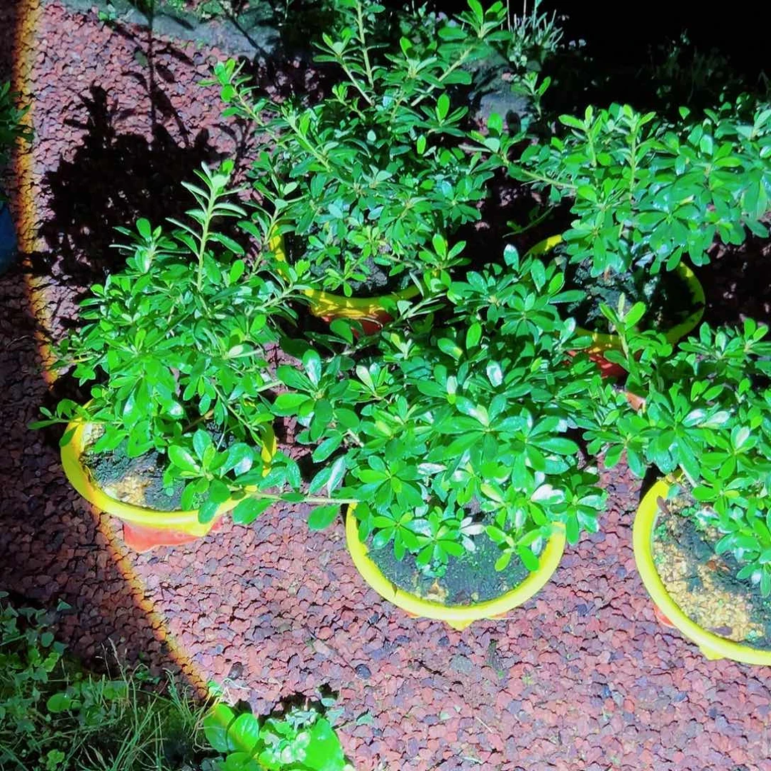 无花朵盆景皋月杜鹃若惠比须