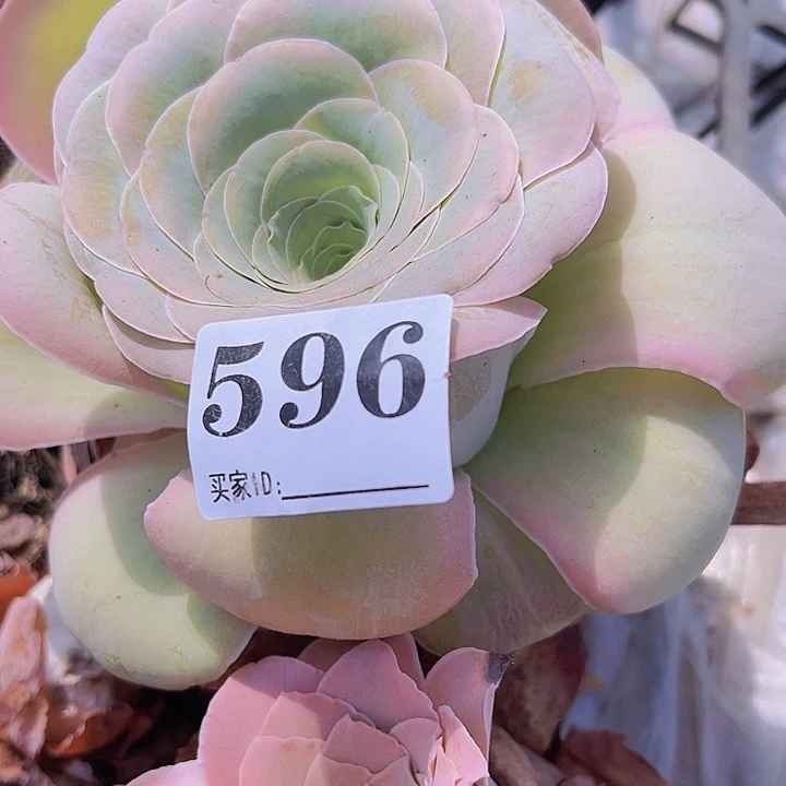 梦***回大玫瑰2盆596玫瑰