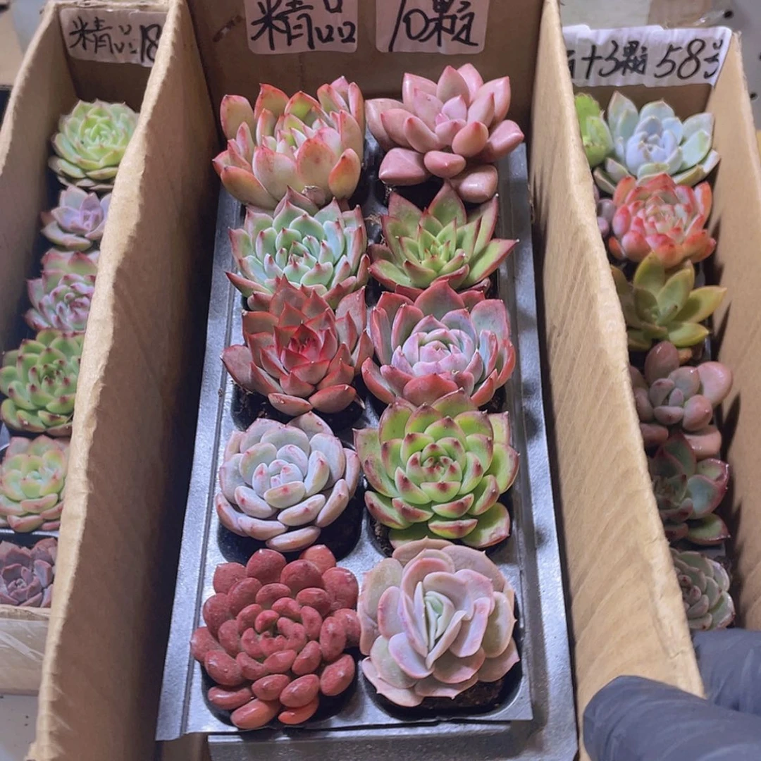 【闪购商品】【量拍】10颗精品多肉约4厘米