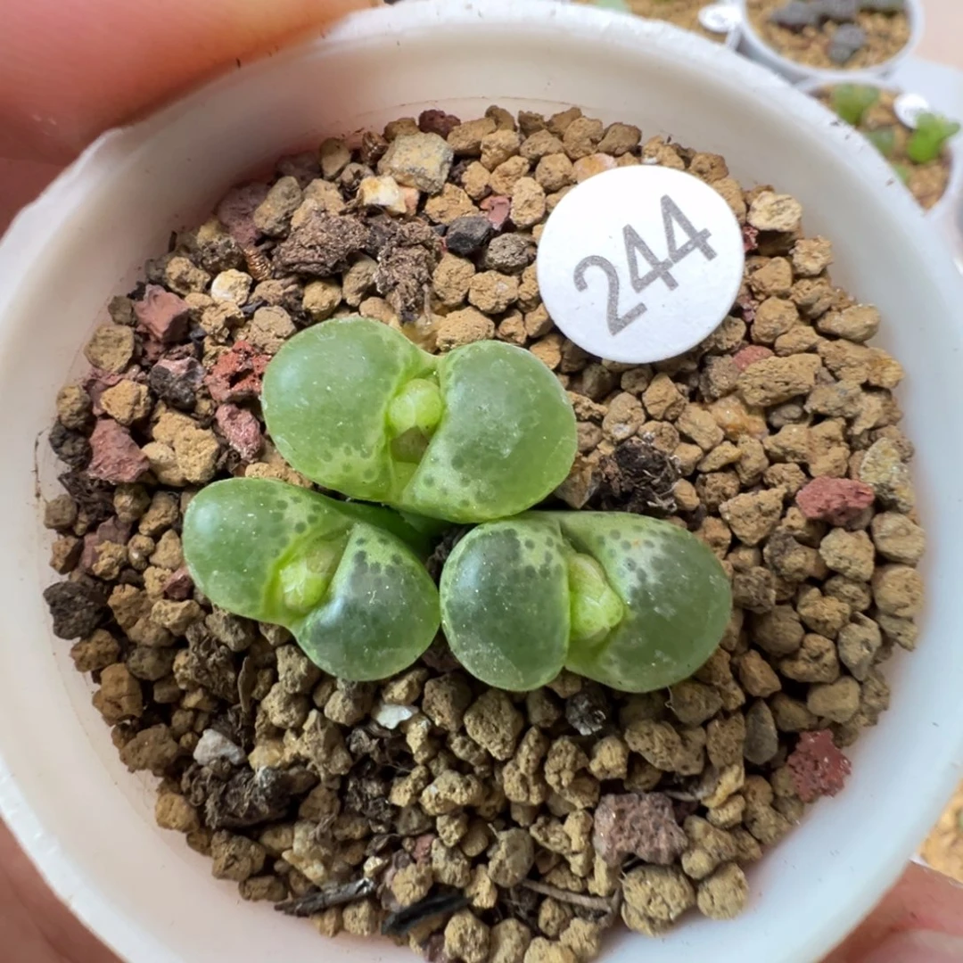 绿眼睛风铃3头一颗带盆土244000